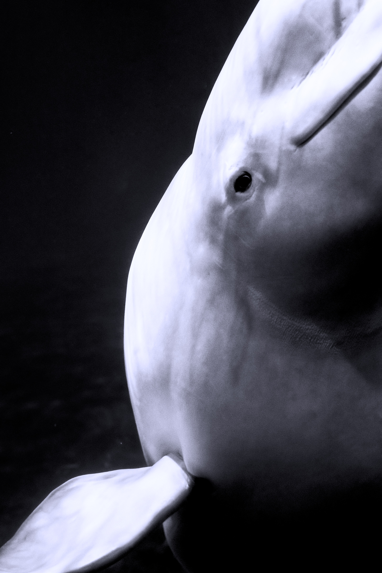 VOGUE US Beluga Whale Sanctuary