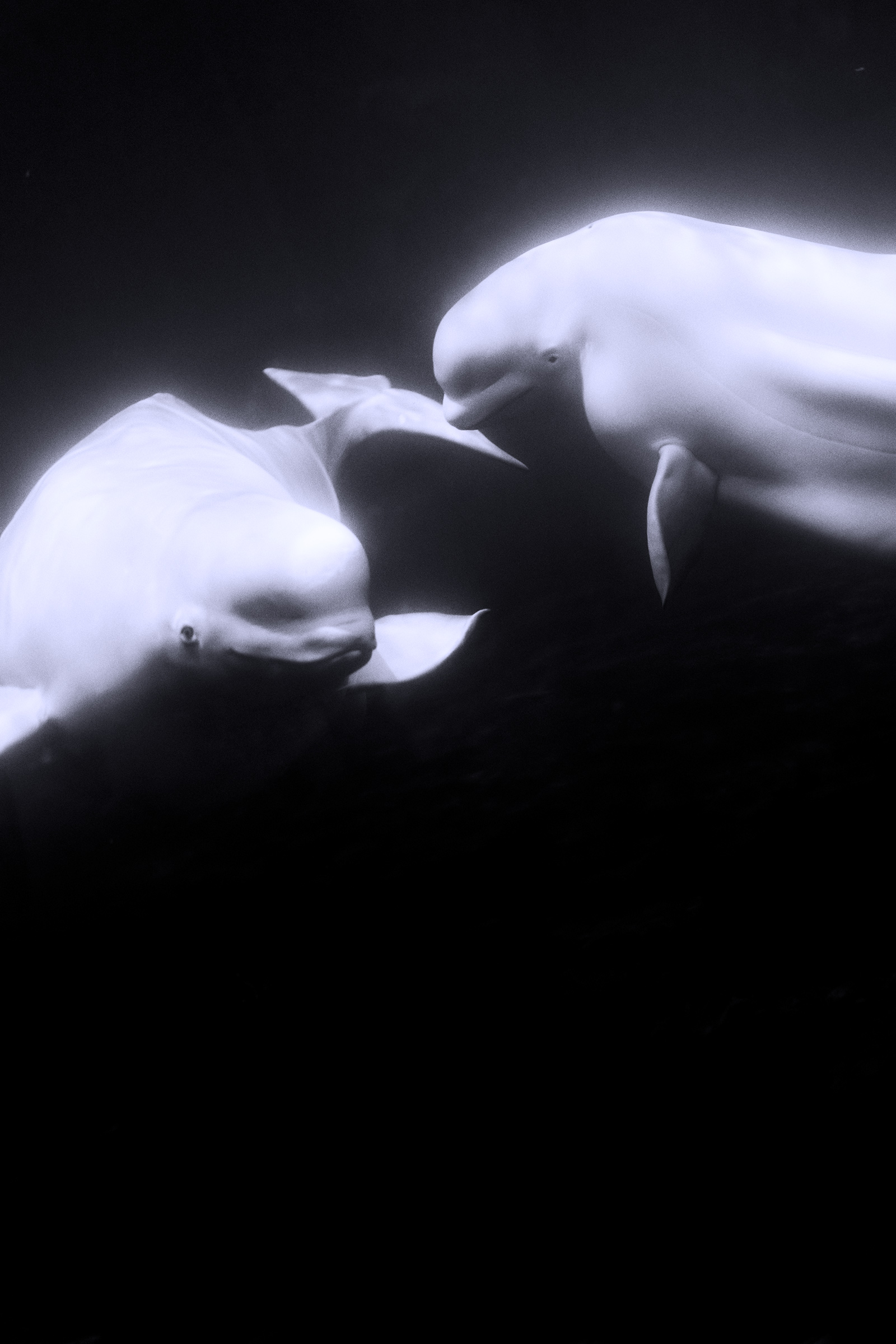 VOGUE US Beluga Whale Sanctuary